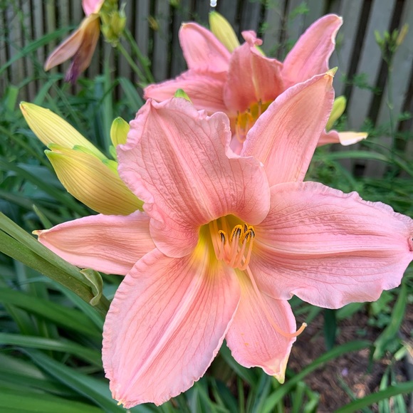 Meet your Posher, Brianna - Picture 1 of 1